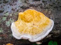 Baumpilz orange mit weißem, nassen Rand